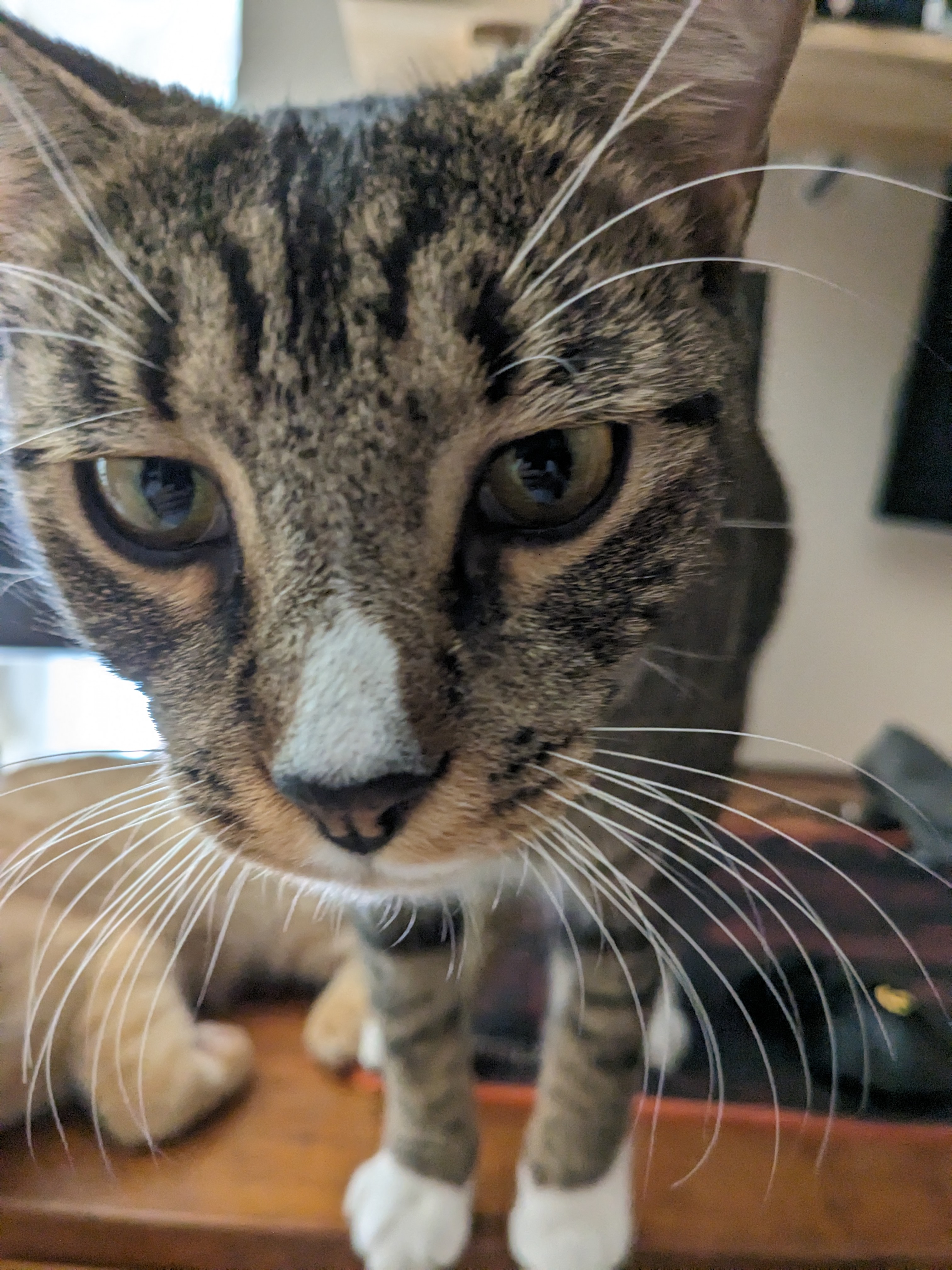 Grant the Cat relaxing at the King Community Strategies office